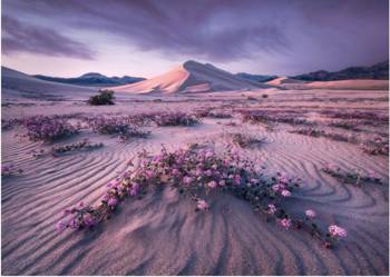 Heye Puzzle 1000 Teile Wüste bei Sonnenaufgang, Alexander von Humboldt